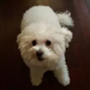 Meet your Posher, Zahava